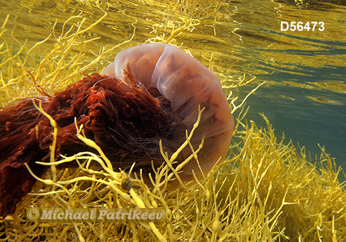 Lion's Mane Jellyfish (Cyanea capillata)